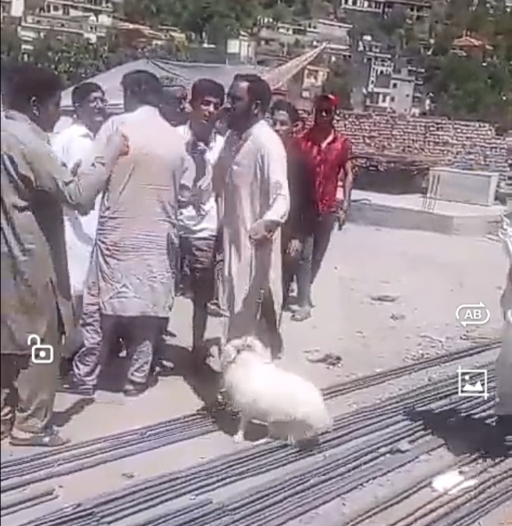 dog