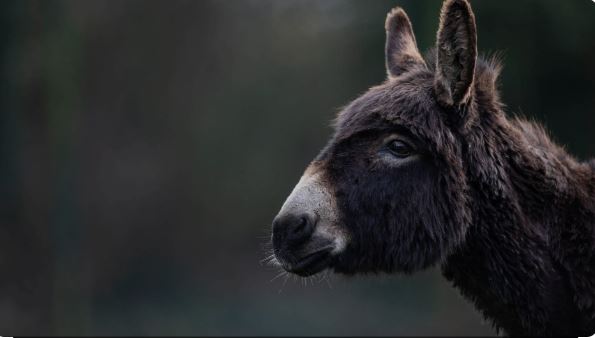 donkey