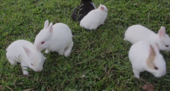 rabits
