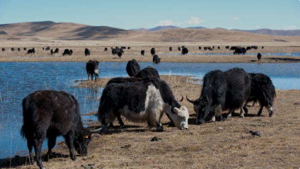 yak