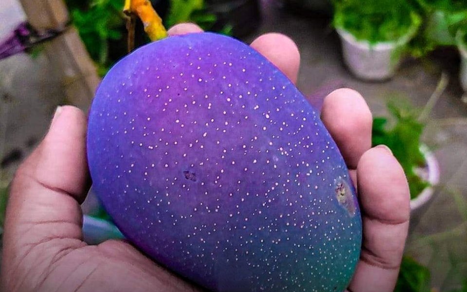 sun egg mango