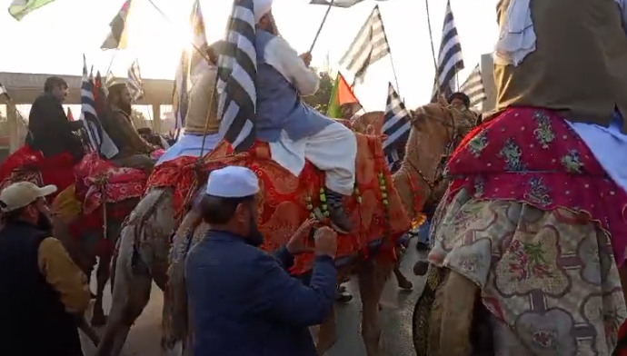 camel