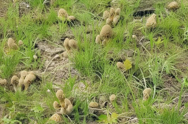 Morel Mushroom