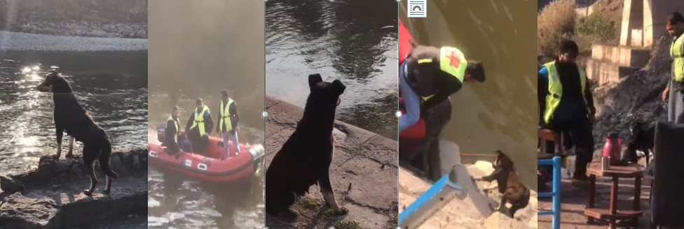 dog rescue operation