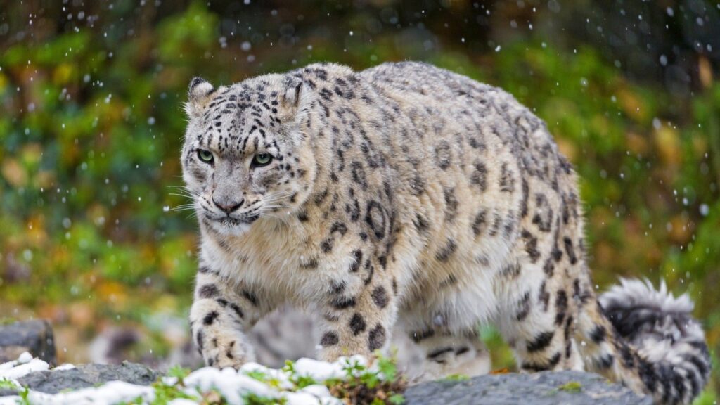 CRWPP SNOW LEPERD