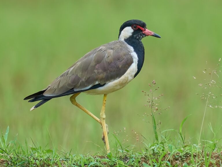 Lapwing